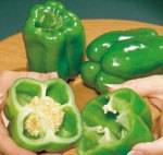 vegetable_bell_pepper_plant
